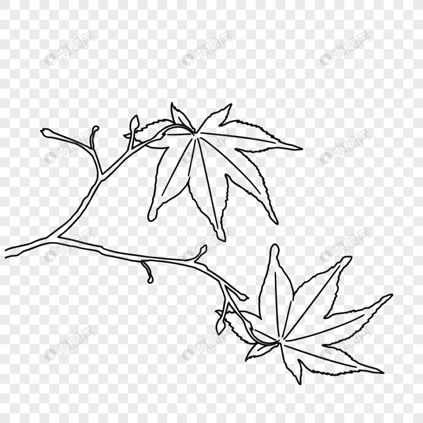 枫树枝简笔画