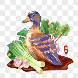 鸭子蔬菜水彩图片