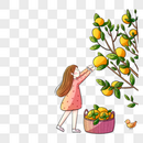 女孩摘柿子图片