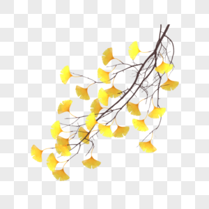 银杏枝秋天枝条图片素材