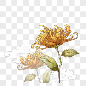 菊花装饰素材图片