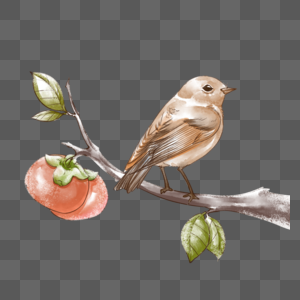 柿子树枝上的小鸟图片
