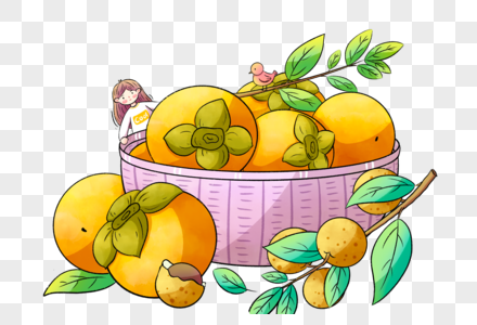 白露的柿子图片