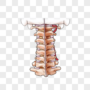 颈椎韧带关节囊老动高清图片