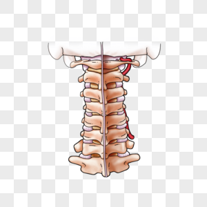 颈椎韧带图片