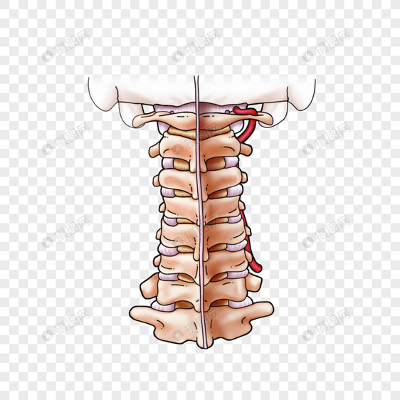 颈椎韧带图片