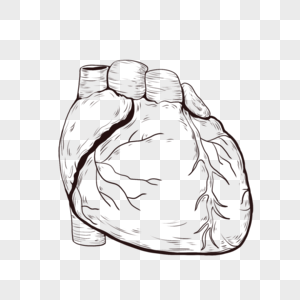 心脏外部结构图片