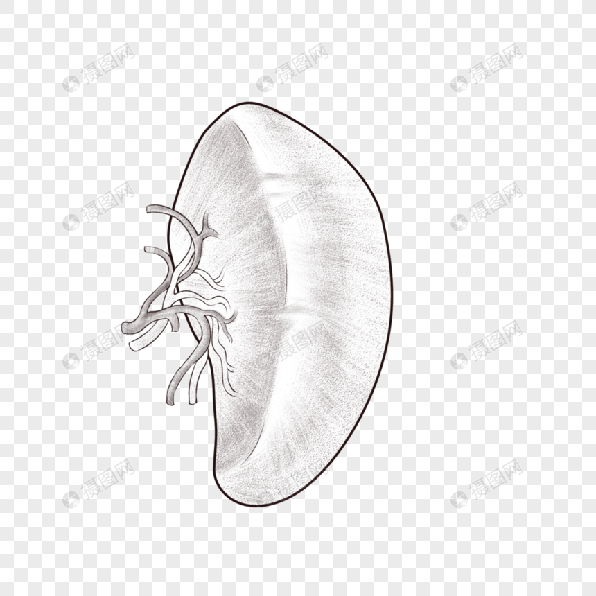 腹部器官脾脏元素素材下载-正版素材401795631-摄图网