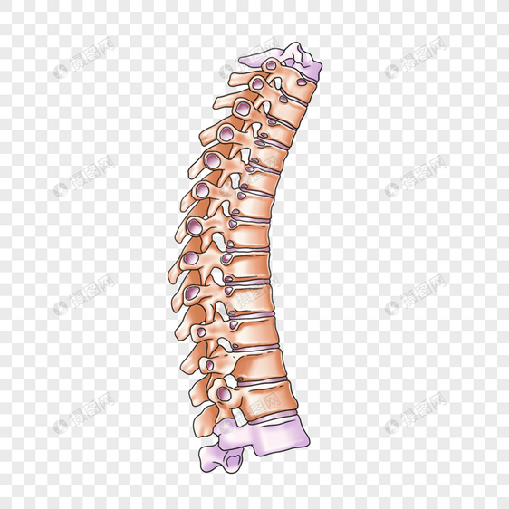 胸椎关节图片