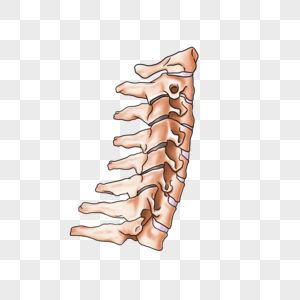 颈椎关节侧面高清图片