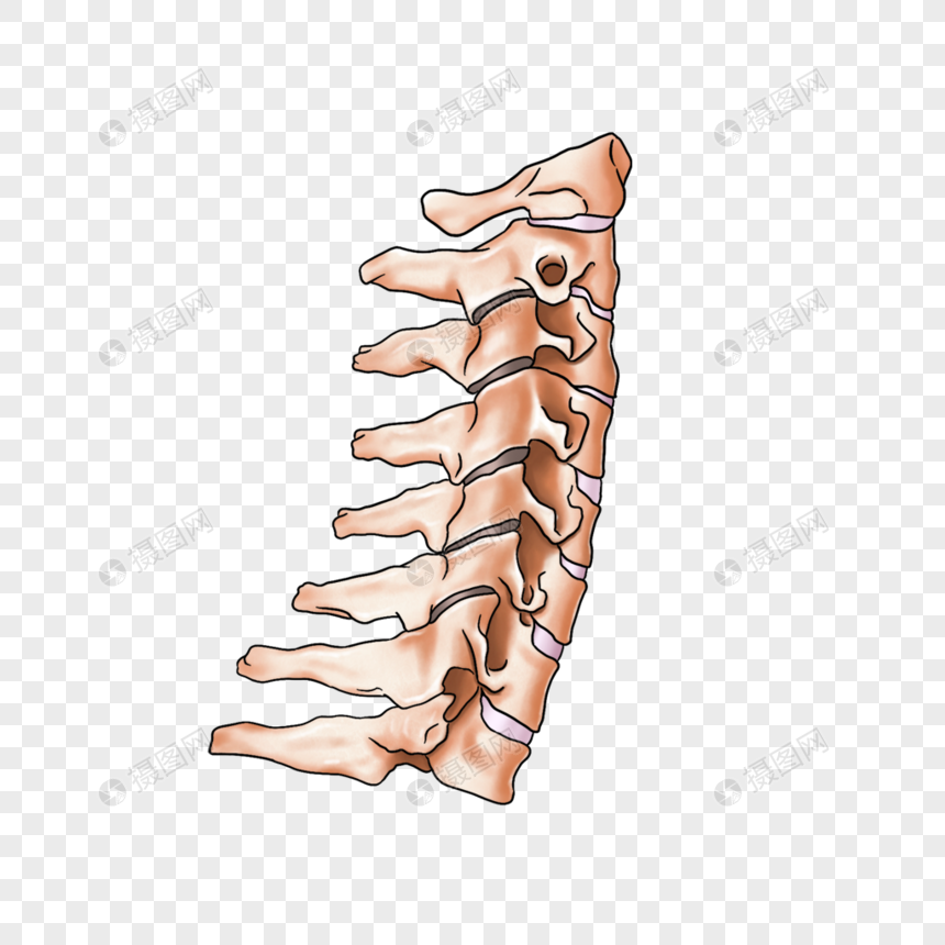 颈椎关节侧面图片