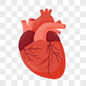 心脏器官解剖高清图片