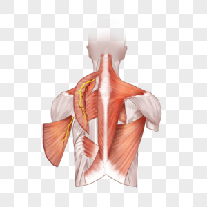 背部浅层肌医疗颈阔肌高清图片