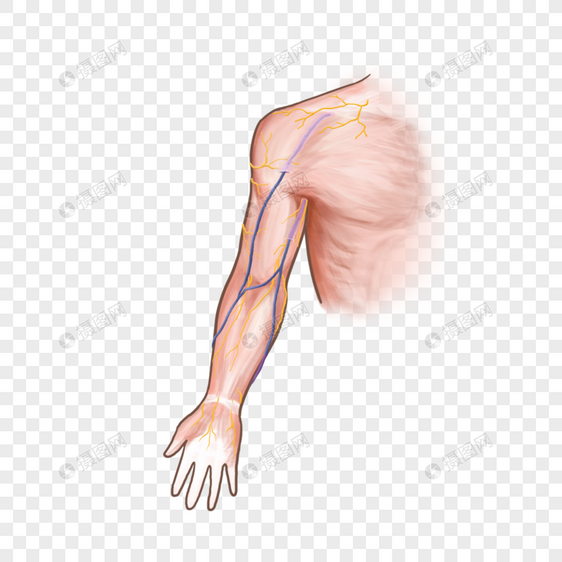 上肢皮神经图片
