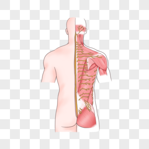 背部皮肤神经图片