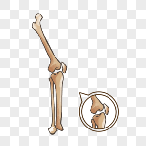 膝关节炎膝关节解剖高清图片