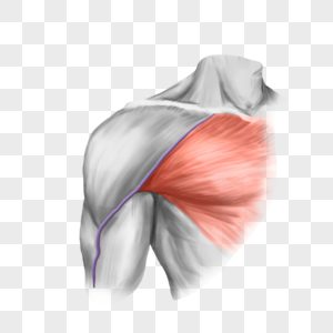 胸肌胳膊斜方肌高清图片