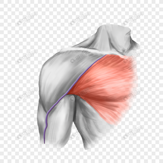 胸肌图片