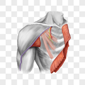 胸肌肩膀斜方肌高清图片