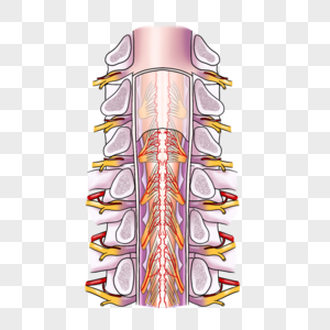 脊髓医学脊髓高清图片