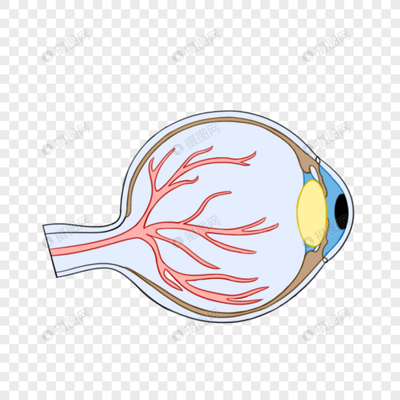 眼球图片