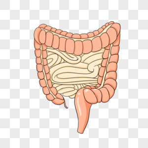 大肠图片