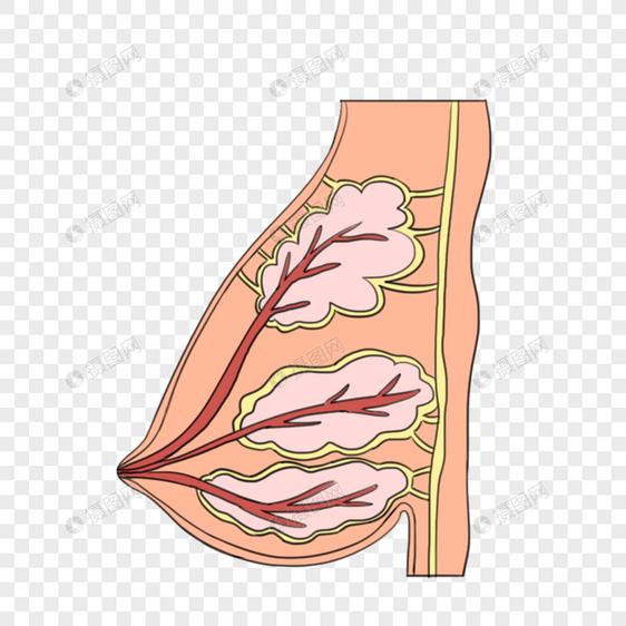 乳房图片