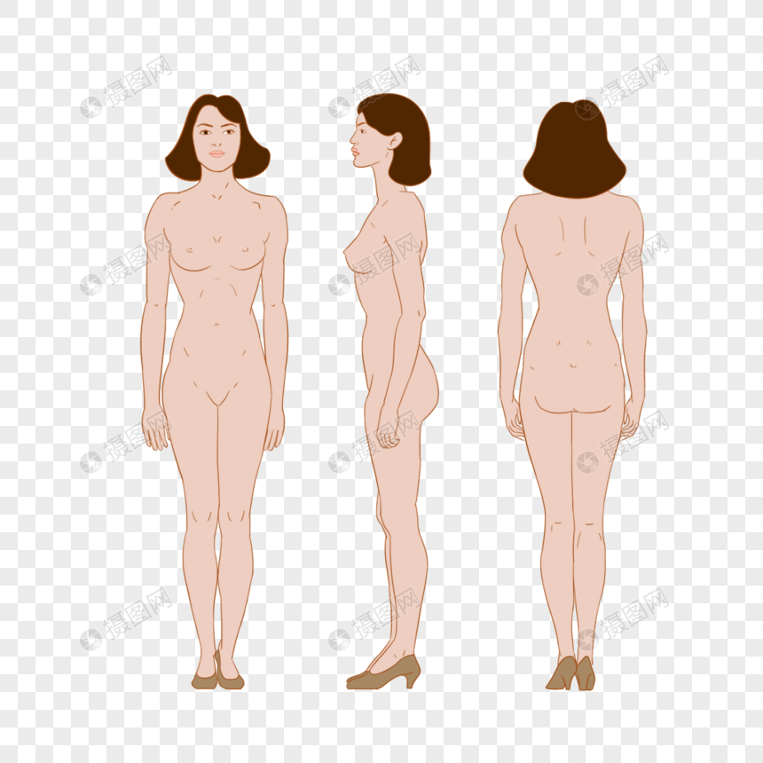 女人人体三视图图片