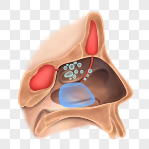 鼻旁窦鼻子解剖高清图片