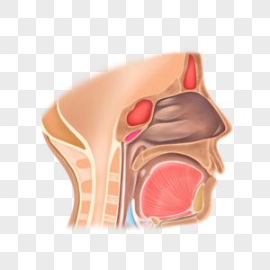 鼻道面部器官高清图片
