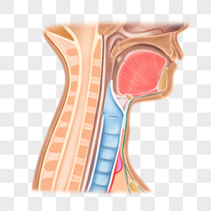 颈筋膜四镇咽喉高清图片