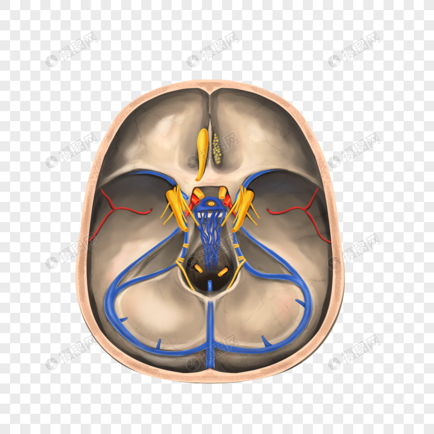 颅腔中的脑神经图片