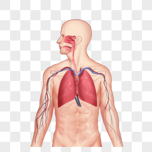 呼吸系统图片