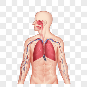 呼吸系统人体模型头高清图片