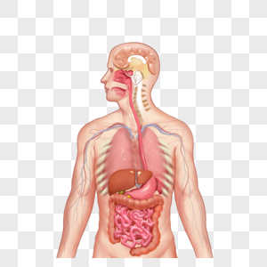 人体上半身器官高清图片