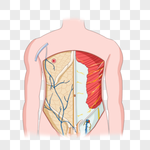 前腹壁的浅静脉和皮神经图片