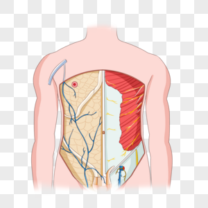 前腹壁的浅静脉和皮神经高清图片