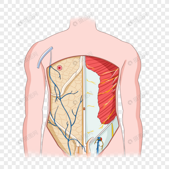 前腹壁的浅静脉和皮神经图片