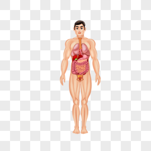 男人人体器官结构图片