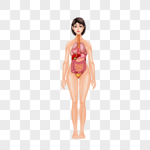 女人人体器官结构图片