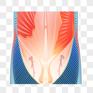 男性腹股沟区高清图片