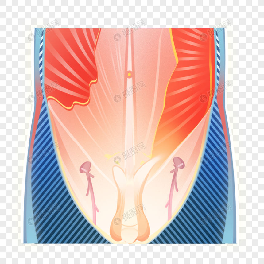 男性腹股沟区图片