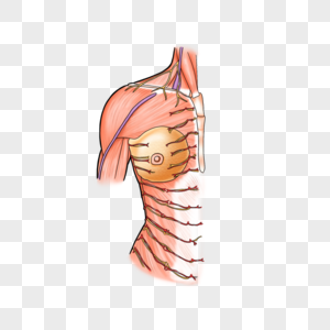 胸部的皮神经和浅表血管高清图片