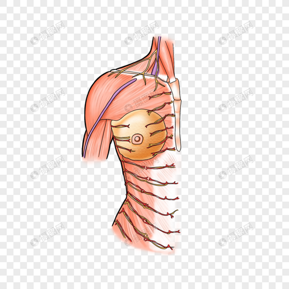 胸部的皮神经和浅表血管图片