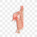 胸部的皮神经和浅表血管图片