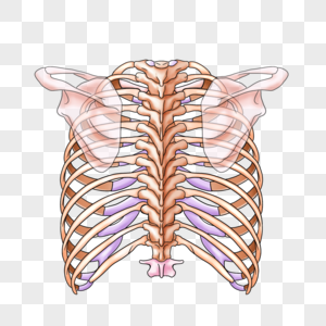 胸壁的骨骼人体肋软骨高清图片