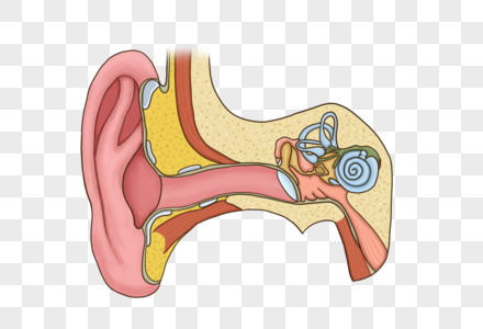 耳朵结构图片