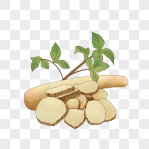 手绘草药香料辣椒人参香叶高清图片白芷中药材高清图片香料白蔻高清