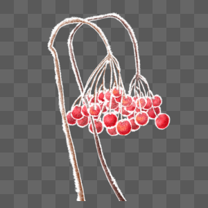 结霜的野果子图片