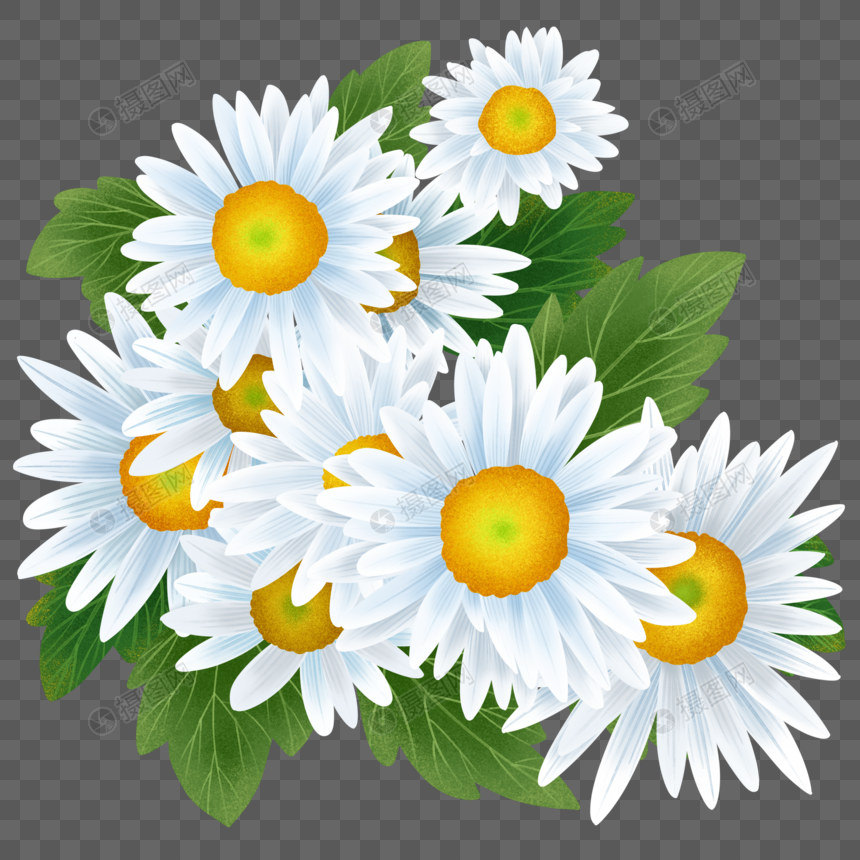 白色菊花团图片